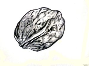 fotos de nueces 1