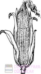 imagenes de el maiz