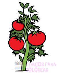planta de tomate dibujo