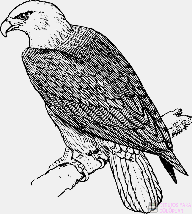 ? Dibujos de águilas【+250】Lindos y faciles