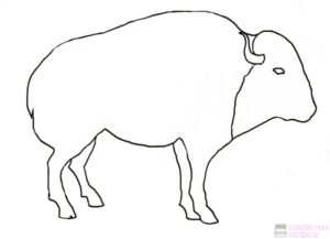 bufalo imagen