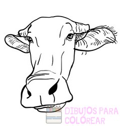 bufalo para dibujar