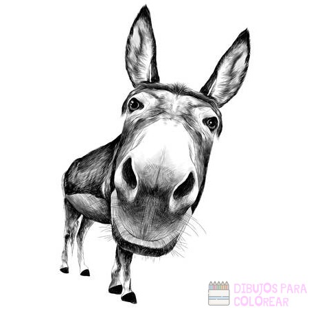 磊 Dibujos de burros【+250】Lindos y faciles