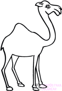 camellos para dibujar