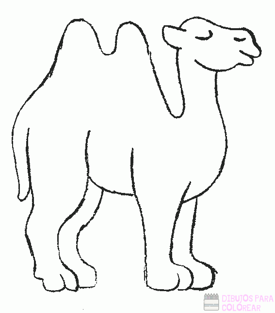 🥇 Dibujos de Camellos【+250】Lindos y faciles
