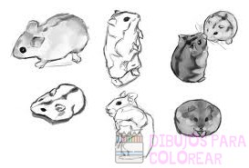 como dibujar hamsters