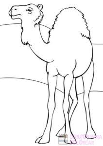 como dibujar un camello
