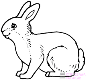 como dibujar un conejo para niños