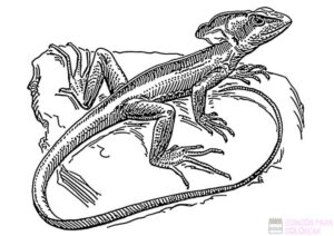 como dibujar un lagarto
