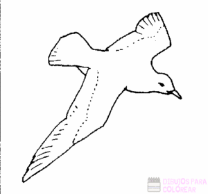 como dibujar una gaviota volando