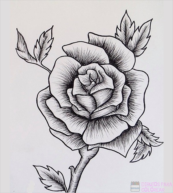 ᐈ Dibujos de rosas【+1000】Para colorear Hoy