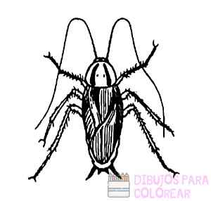 cucaracha en dibujo