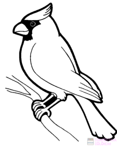 dibujo de aves