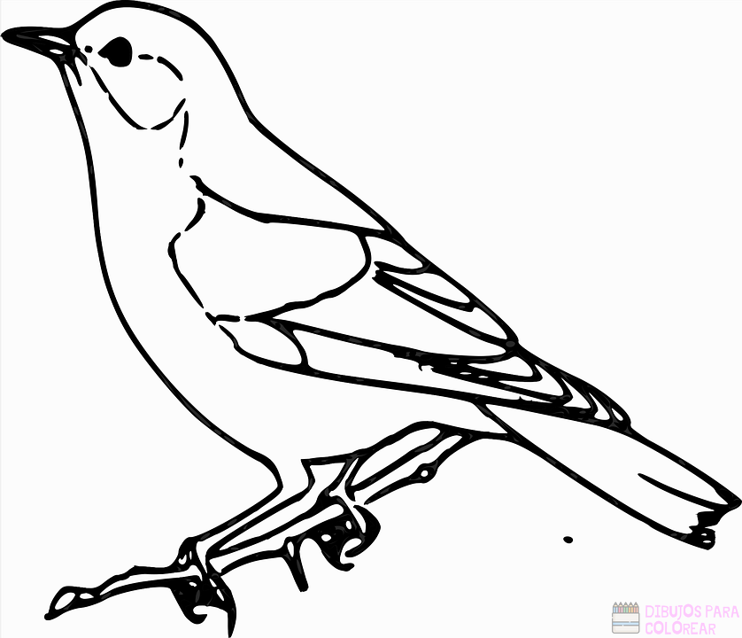 ???? Dibujos de Aves【+250】Lindos y faciles