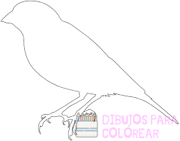 dibujo de un canario para colorear
