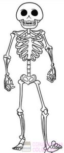 dibujo del esqueleto humano para niños