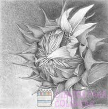 dibujo margarita flor