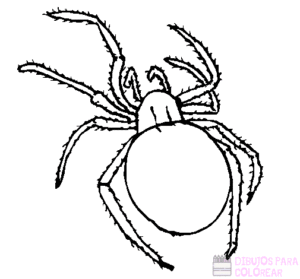 dibujos de arañas para colorear
