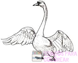 dibujos de cisnes a color