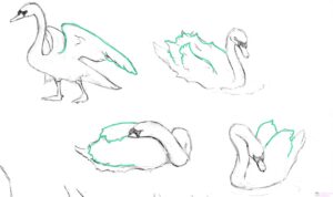 dibujos de cisnes a lapiz