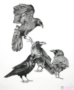 dibujos de cuervos de san lorenzo