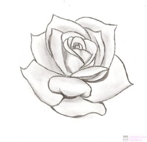 dibujos de rosas bonitas