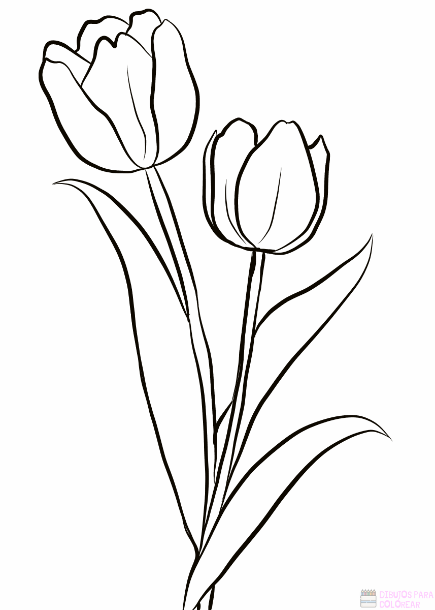 ᐈ Dibujos de tulipanes(+1000)Para colorear Hoy.