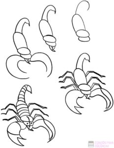 escorpion para dibujar