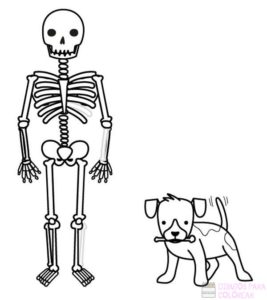 esqueleto humano dibujo