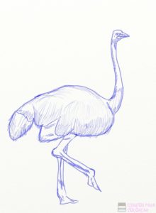 figuras de avestruz
