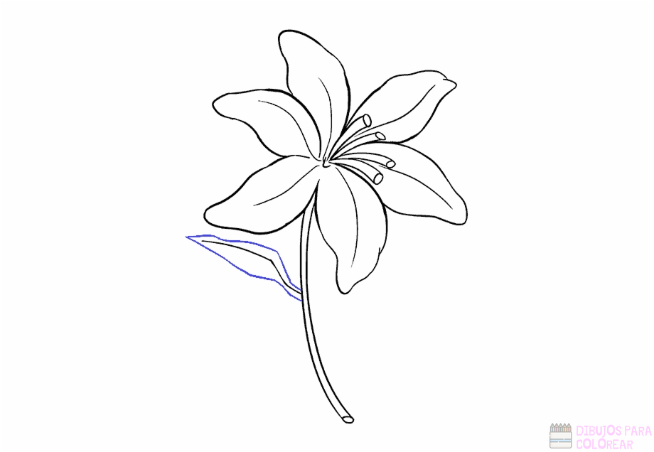 ᐈ Dibujos de orquideas【+1000】Para colorear Hoy