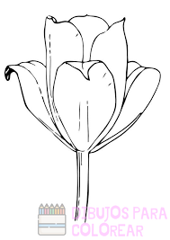 flores tulipanes fotos