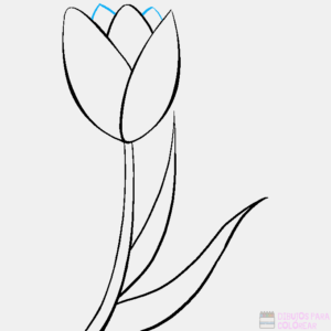 flores tulipanes imagenes