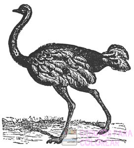 fotos de avestruz