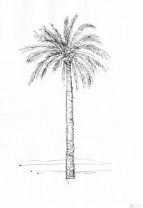 fotos de todo tipo de palmeras