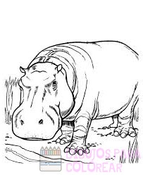 hipopotamo caricatura