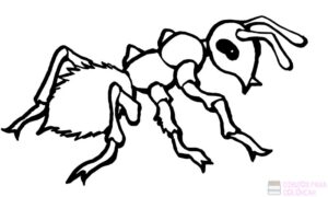 hormiga dibujo para colorear