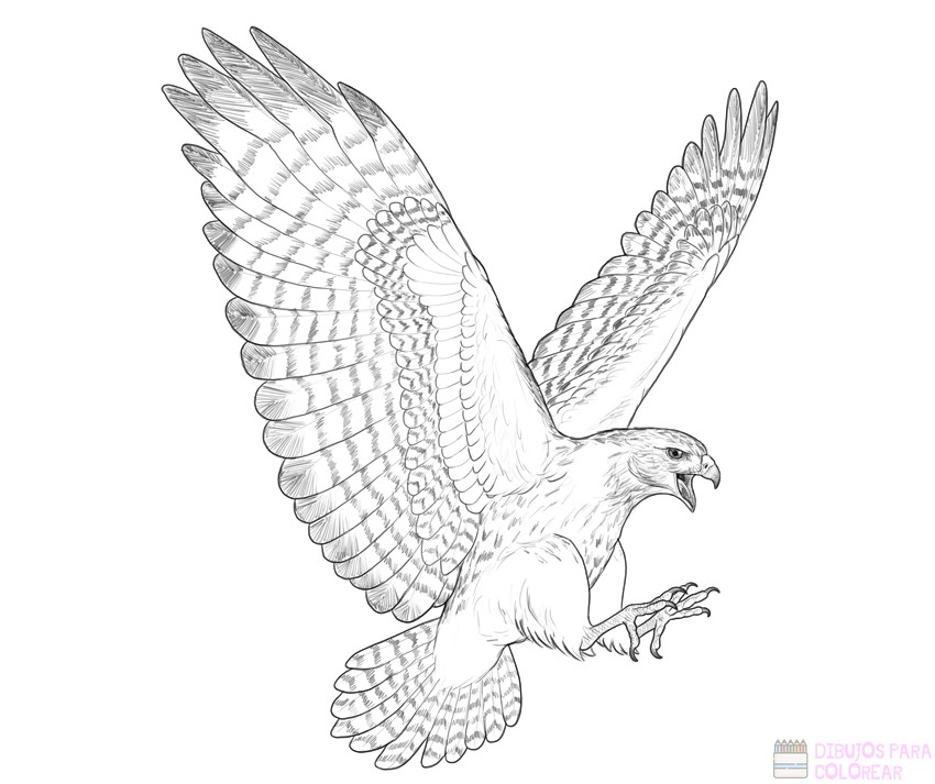  🥇 Dibujos de halcones【  】rapidos para colorear