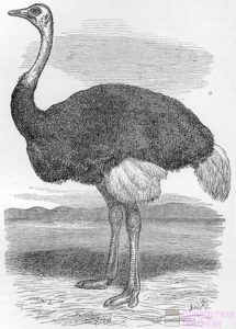 imagenes de botas de avestruz
