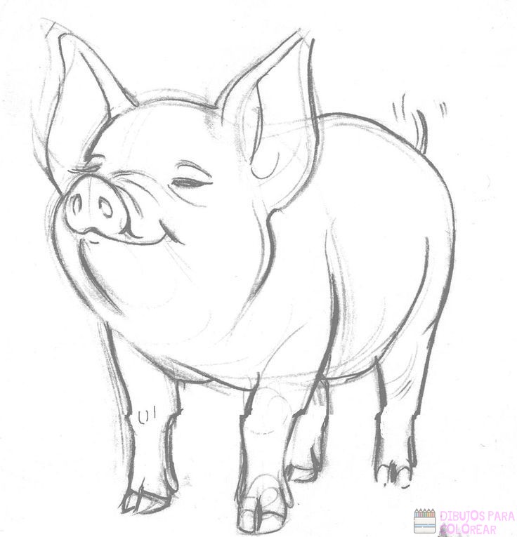  🥇 Dibujos de cerdos【  】faciles para colorear