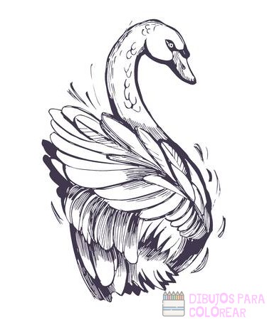🥇 Dibujos de cisnes【+250】faciles para colorear