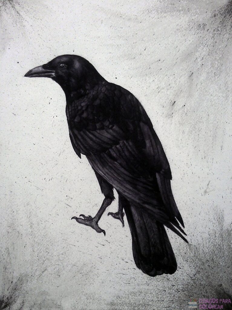 🥇 Dibujos de cuervos【+250】faciles para colorear