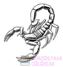 imagenes de escorpiones para dibujar
