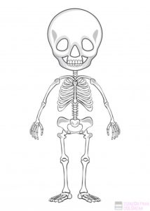 imagenes de esqueleto humano