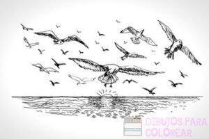 imagenes de gaviotas para dibujar