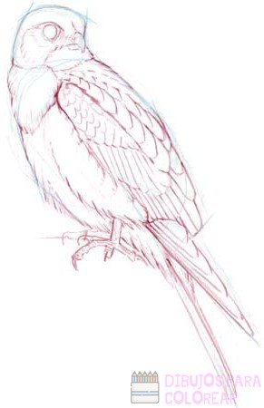  🥇 Dibujos de halcones【  】rapidos para colorear