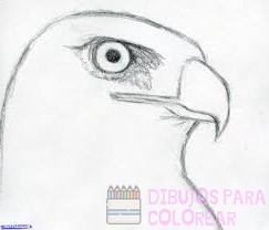 🥇 Dibujos de halcones【+250】rapidos para colorear