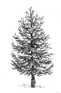 imagenes de pinos de navidad para dibujar