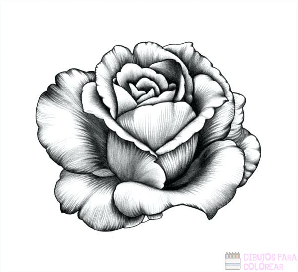 ᐈ Dibujos de rosas【+1000】Para colorear Hoy