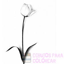 imagenes de tulipanes para dibujar